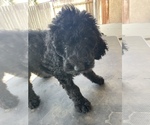 Small Photo #3 Poodle (Standard) Puppy For Sale in BAKERSFIELD, CA, USA