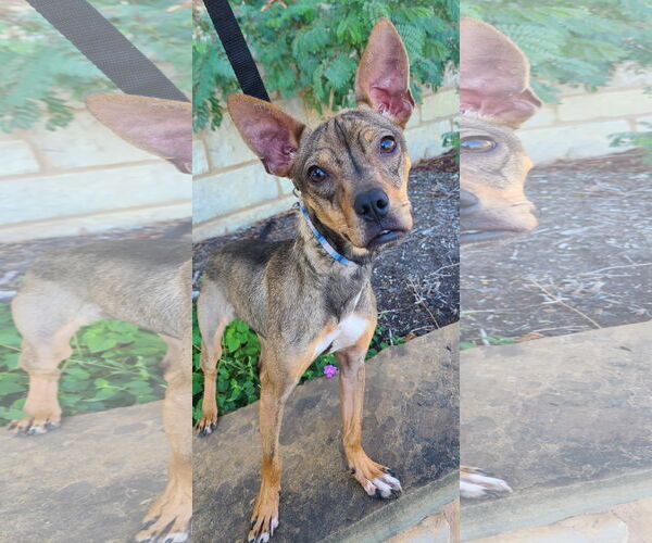 Medium Photo #6 Chipin Puppy For Sale in Pipe Creek, TX, USA