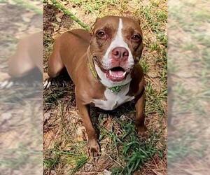 American Pit Bull Terrier-Unknown Mix Dogs for adoption in The Woodlands, TX, USA