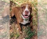 Small American Pit Bull Terrier Mix