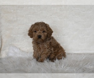 Cockapoo Puppy for sale in FRESNO, OH, USA