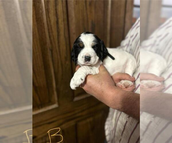 Medium Photo #1 English Springer Spaniel Puppy For Sale in BOYD, WI, USA