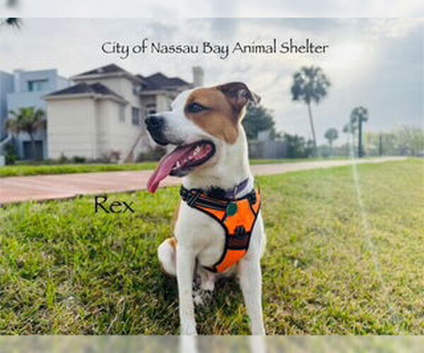 Medium Photo #1 Lab-Pointer Puppy For Sale in Nassau bay, TX, USA