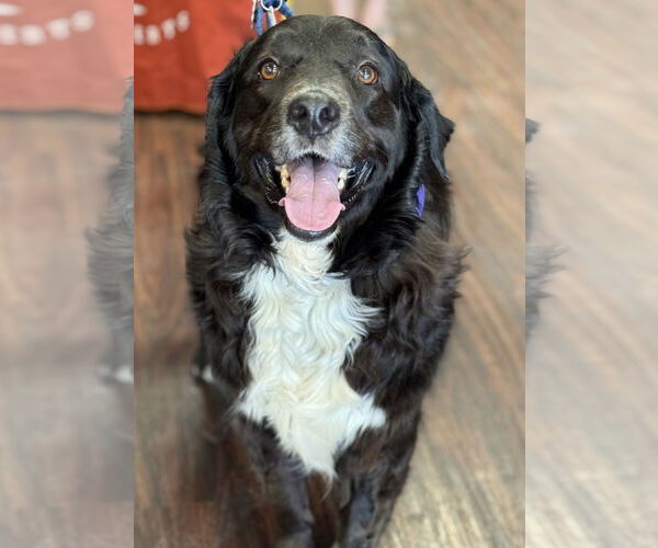 Medium Photo #3 Border Collie Puppy For Sale in Fort Worth, TX, USA
