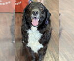 Small #2 Border Collie