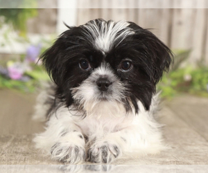 Shih Tzu Puppy for sale in MOUNT VERNON, OH, USA