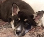 Small Photo #13 German Shepherd Dog-Siberian Husky Mix Puppy For Sale in SAINT MARYS, KS, USA