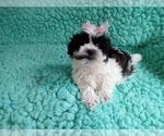 Small Photo #2 Zuchon Puppy For Sale in LAUREL, MS, USA