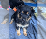 Litter of 10 - Male(s) and Female(s) Bernedoodle-German Shepherd Dog MixLitter of Puppies for Sale - Photo #6