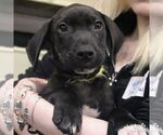 Small #6 Labrador Retriever Mix