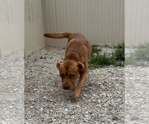 Ripple - Male American Pit Bull Terrier-Unknown Mix Dog for Adoption - Photo #5