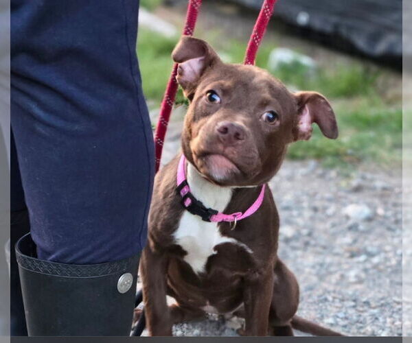 Medium Photo #8 Mutt Puppy For Sale in Mount Laurel, NJ, USA