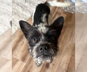 Mutt Dogs for adoption in Bellevue, WA, USA