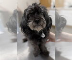 Small Maltese
