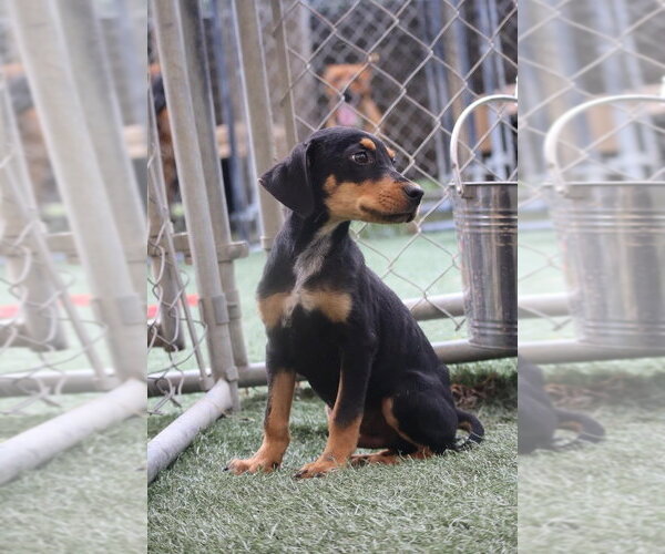 Medium Photo #1 Mutt Puppy For Sale in garner, NC, USA