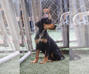 Mutt Dogs for adoption in garner, NC, USA