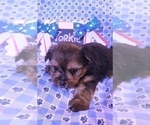 Small Photo #217 Yorkshire Terrier Puppy For Sale in AKRON, OH, USA