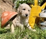 Small Photo #11 Golden Retriever-Goldendoodle Mix Puppy For Sale in LEICESTER, NC, USA