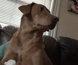 Labrador Retriever Puppy for sale in SCRANTON, PA, USA