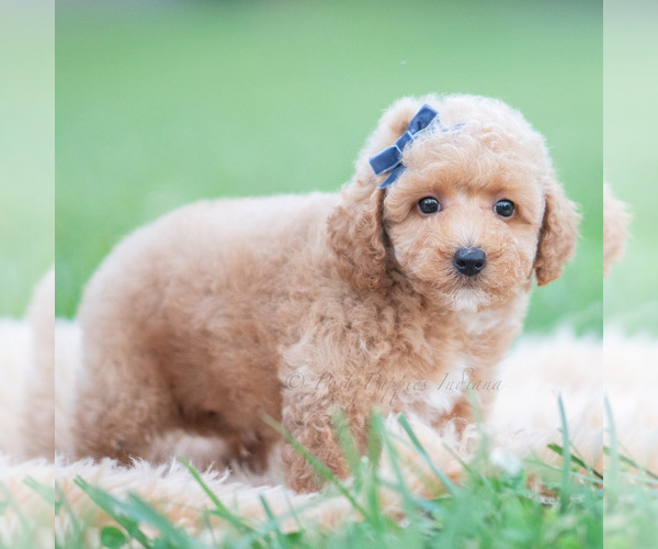 Medium Photo #3 Maltipoo (Miniature) Puppy For Sale in WARSAW, IN, USA