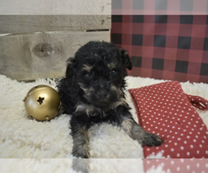 Poodle (Toy) Puppy for sale in SENECA FALLS, NY, USA