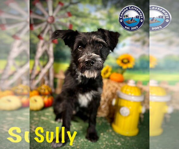 Medium Photo #7 Mutt Puppy For Sale in Arcadia, FL, USA
