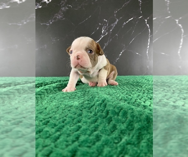Medium Photo #99 Boston Terrier Puppy For Sale in TULARE, CA, USA