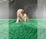 Small Photo #99 Boston Terrier Puppy For Sale in TULARE, CA, USA