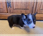 Small #1 Pembroke Welsh Corgi