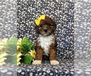 Lhasa-Poo Puppy for sale in LINCOLN UNIVERSITY, PA, USA