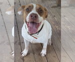 Small #1 Bulldog Mix