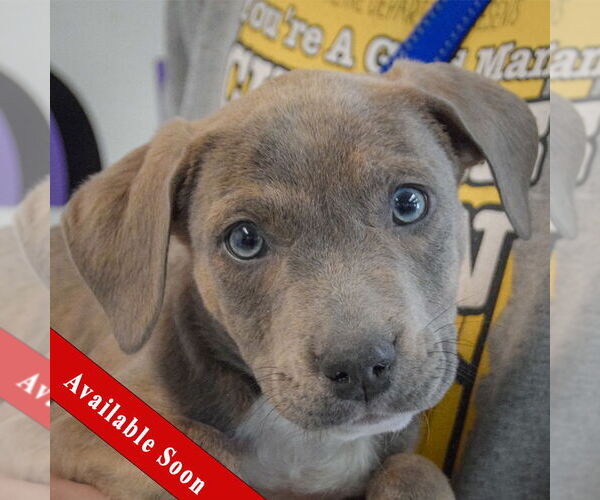 Medium Photo #1 American Staffordshire Terrier-Boxer Mix Puppy For Sale in Huntley, IL, USA