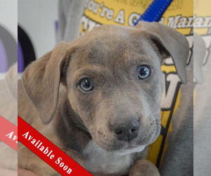 American Staffordshire Terrier-Boxer Mix Dogs for adoption in Huntley, IL, USA