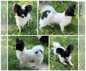 Papillon Puppy for sale in ELK RIVER, MN, USA