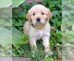 Small Golden Retriever