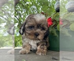 Small #8 Schweenie