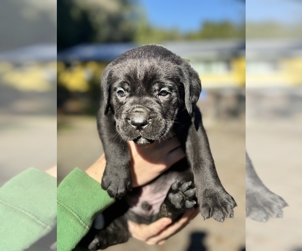 Medium Photo #10 Cane Corso Puppy For Sale in SEBASTOPOL, CA, USA