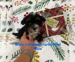 Puppy Denver Havanese