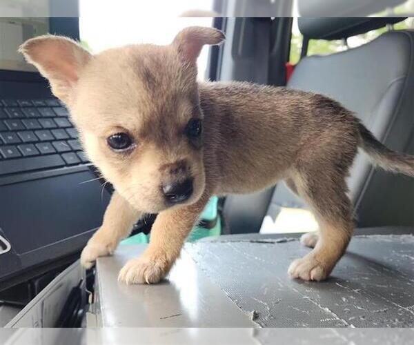 Medium Photo #1 Chihuahua-German Shepherd Dog Mix Puppy For Sale in Houston, TX, USA
