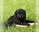 Small #3 Poovanese