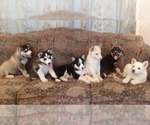 Small Photo #10 German Shepherd Dog-Siberian Husky Mix Puppy For Sale in SAINT MARYS, KS, USA