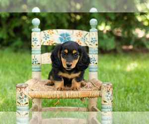 Dachshund Puppy for sale in MILFORD, IN, USA