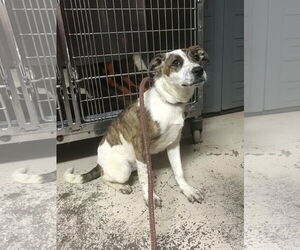 Cricket - Female Border Collie-Unknown Mix Dog for Adoption - Photo #2