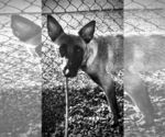 Small #1 Mutt
