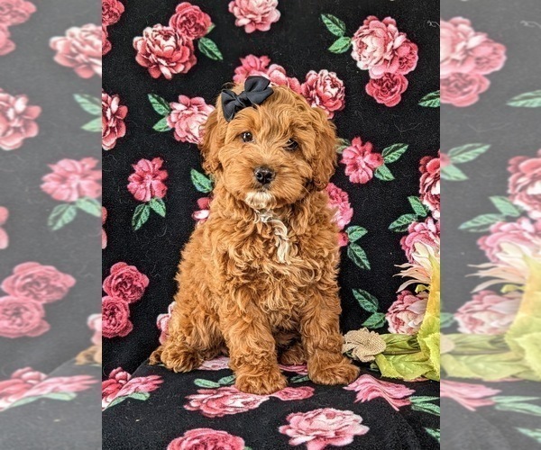 Medium Photo #4 Poodle (Miniature) Puppy For Sale in KIRKWOOD, PA, USA