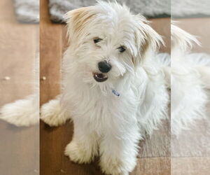 Maltipoo Dogs for adoption in Bellevue, WA, USA