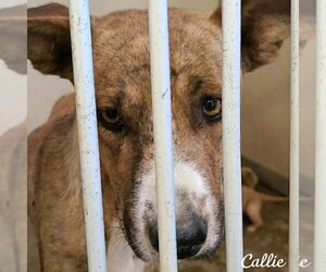 Callie (coming soon) - Female Mutt Dog for Adoption - Photo #5