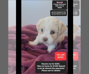 Havanese-Zuchon Mix Puppy for sale in TUCSON, AZ, USA