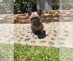 Small Photo #3 French Bulldog Puppy For Sale in WHITTIER, CA, USA