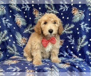 Goldendoodle (Miniature) Puppy for sale in LAKELAND, FL, USA